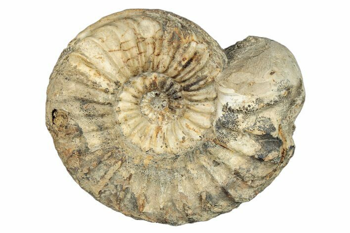 Jurassic Ammonite (Pleuroceras) Fossil - Germany #277199